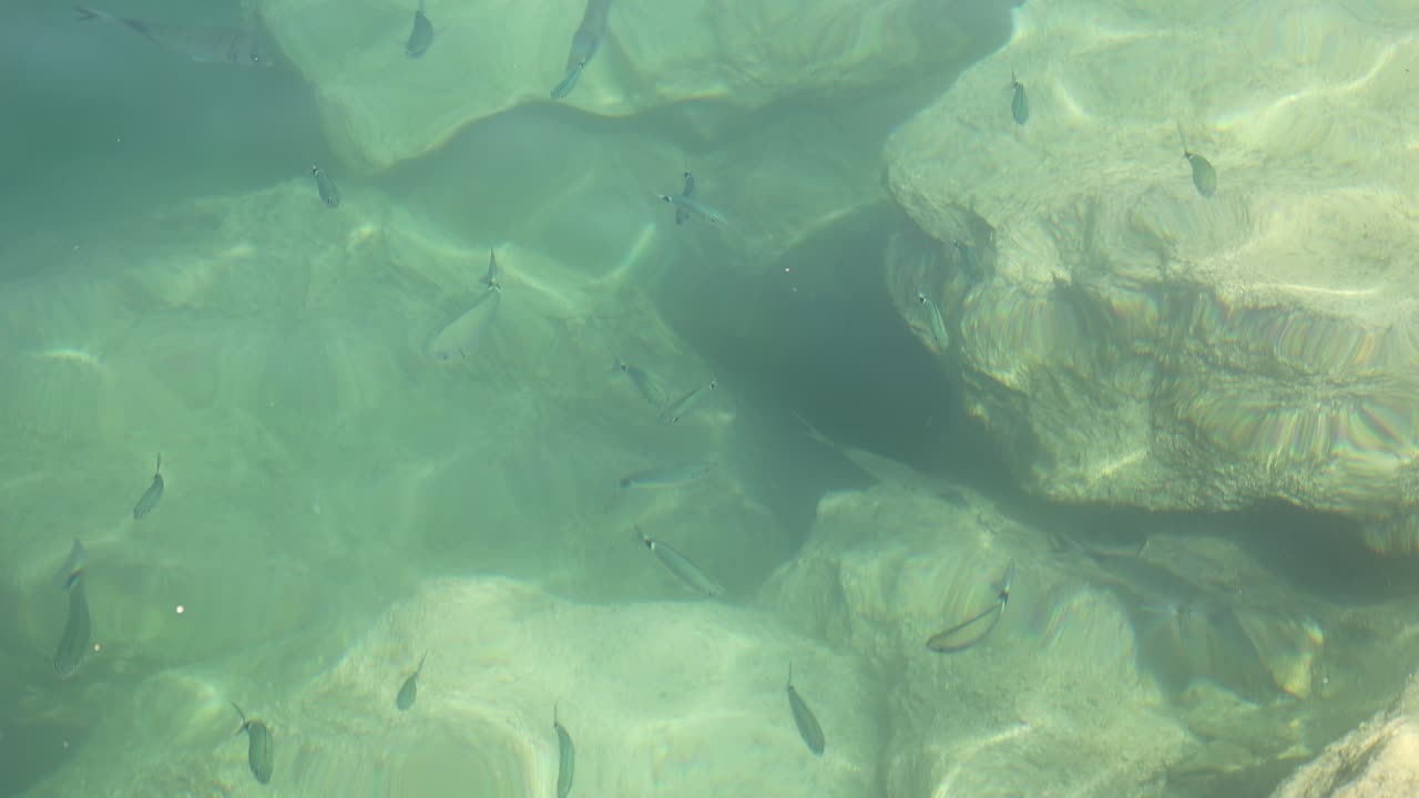 peces nadando alrededor de las rocas en aguas claras