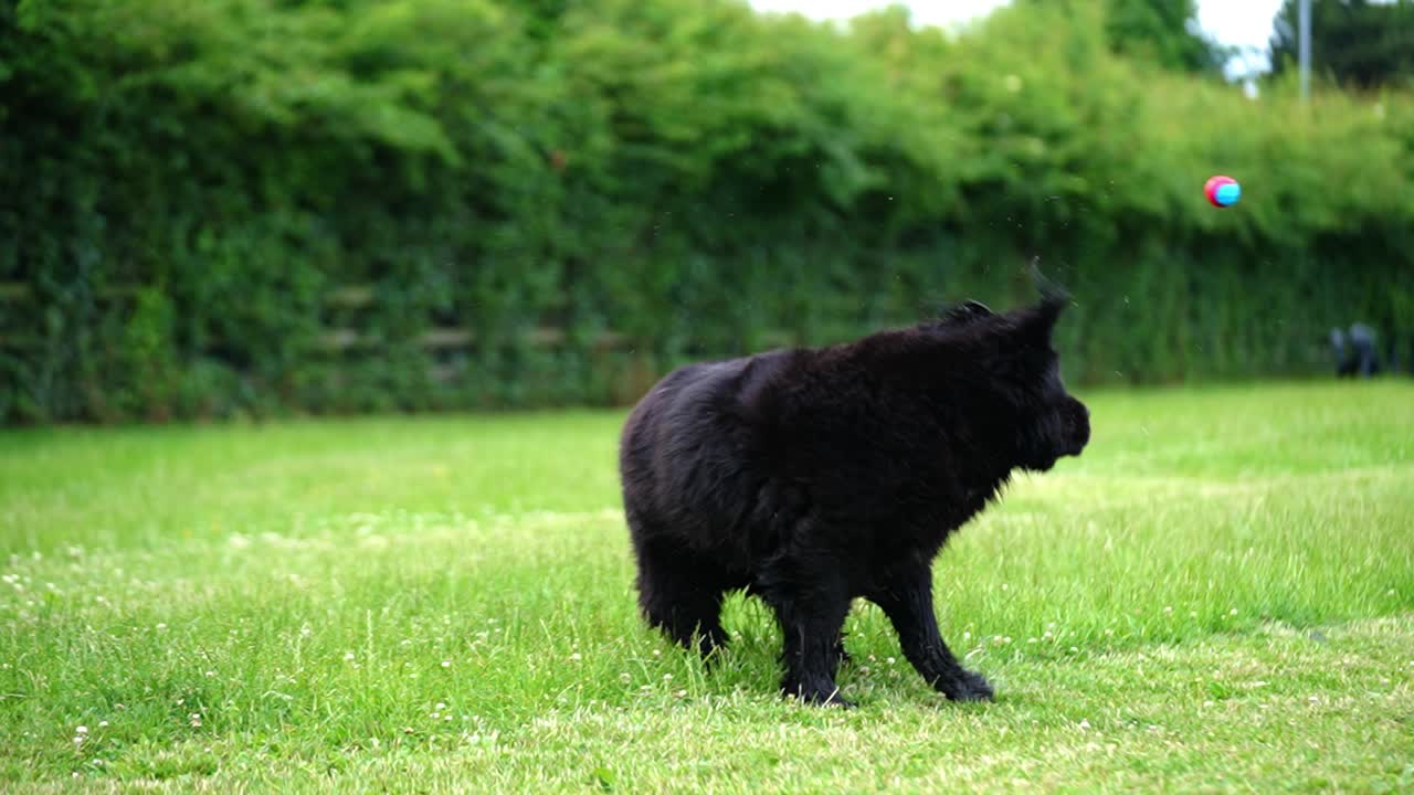 gran húmedo negro esponjoso terranova tratando de atrapar una pelota que se lanza en el aire pero falla y bouces lejos en un campo de hierba verde en el paseo del perro