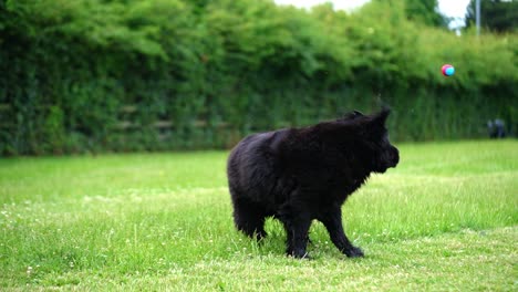 big wet black fluffy newfoundland attempting to catch a ball being thrown in the air but misses and bouces away in a green grass field on dog walk