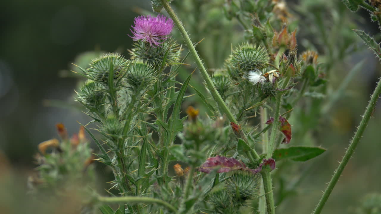 inclinar hacia arriba el cardo mariano con flor rosa