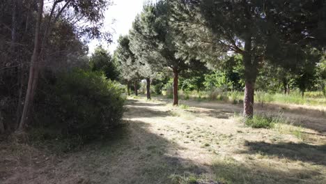 Moving-backwards-from-campervan-in-a-lush-tree-line-camping