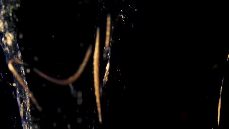 golden ink particles flows in water as colorful chaos on the black background