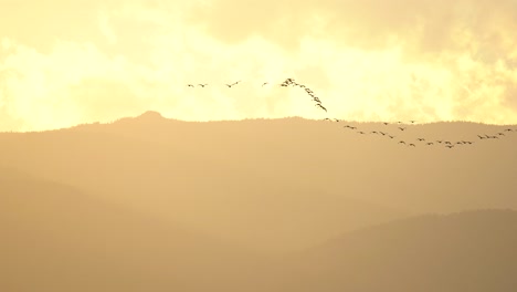bandada de gansos volando sobre un fondo de montañas