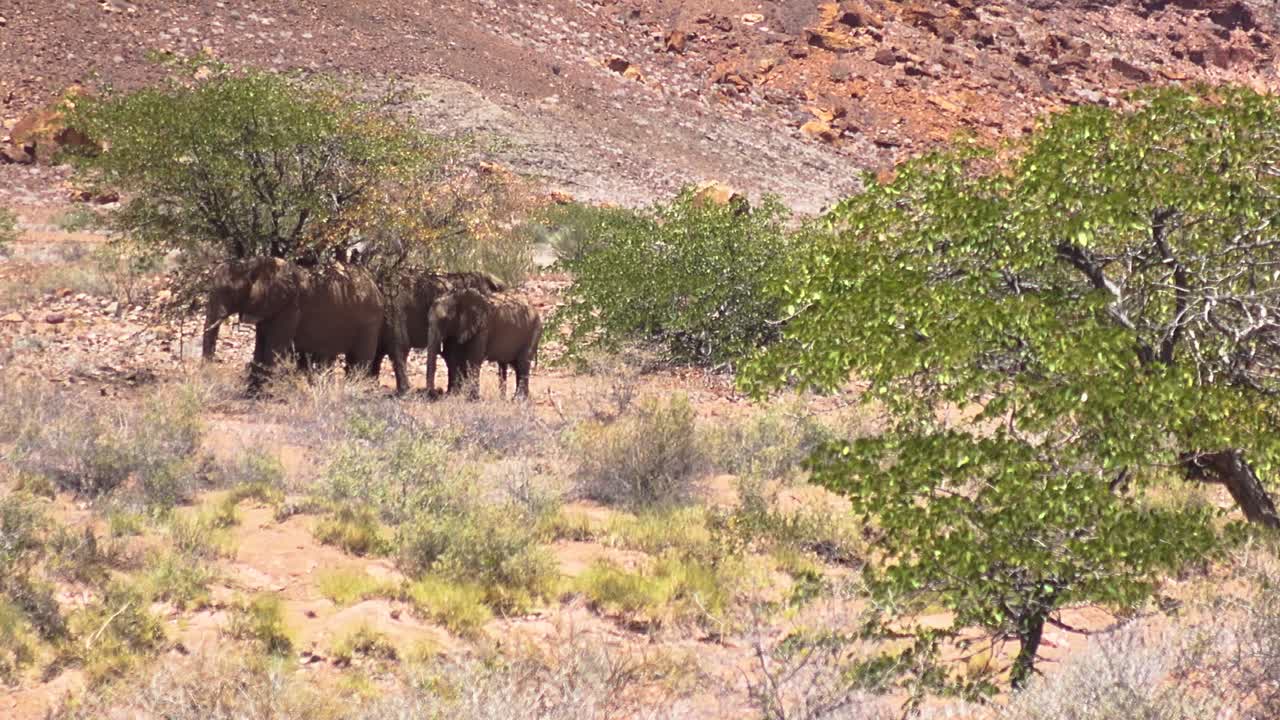 toma panorámica de una familia de elefantes salvajes del desierto parada a la sombra de un árbol en namibia, áfrica