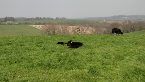 Galloway-cows-with-calves-ruminate-on-top-of-a-hill