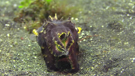 female flamboyant cuttlefish preparing to lay eggs