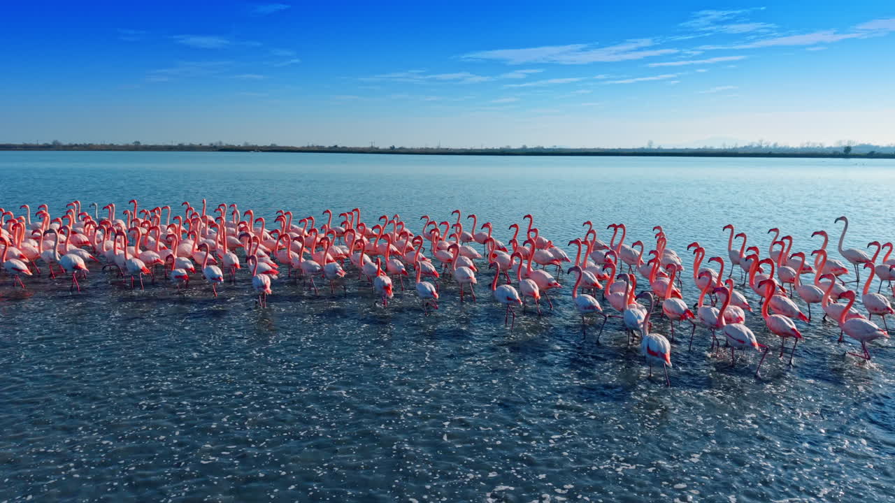 Colonia de flamencos rosados caminando por aguas poco profundas en una laguna. Toma aérea de flamencos moviéndose en las aguas poco profundas del lago con cielo azul y línea del horizonte.
