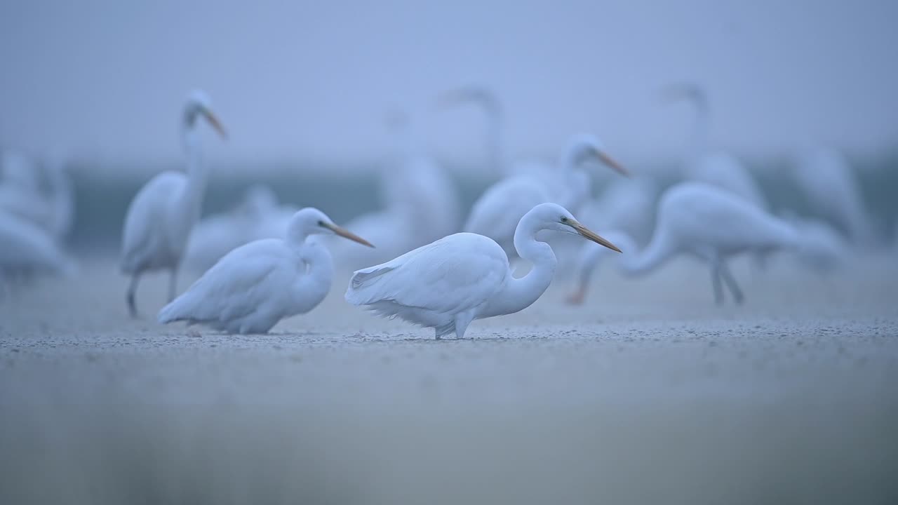 안개 낀 아침에 얕은 연못 물에서 물고기를 먹는 중대 백로 무리