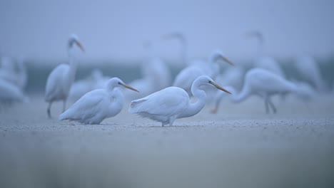 flock of great egrets bird feeding on fish in shallow pond water in misty morning