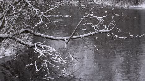 snowy tree branches arching over a winter river
