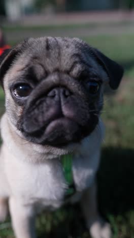 pug puppy