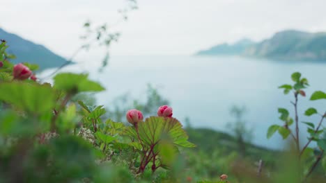 Pretty-red-Cloud-Berries-on-Kvaenan-Mountain-in-Norway