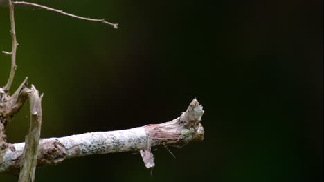 Der-Blauohrige-Eisvogel-Ist-Ein-Kleiner-Eisvogel,-Der-In-Thailand-Vorkommt-Und-Von-Vogelfotografen-Wegen-Seiner-Schönen-Blauen-Ohren-Gesucht-Wird,-Da-Er-Ein-Kleiner,-Niedlicher-Und-Flauschiger-Blaufederball-Eines-Vogels-Ist