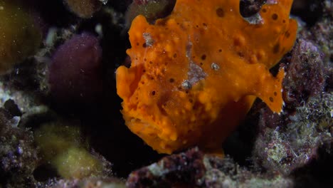 orange warty frogfish on coral reef at night