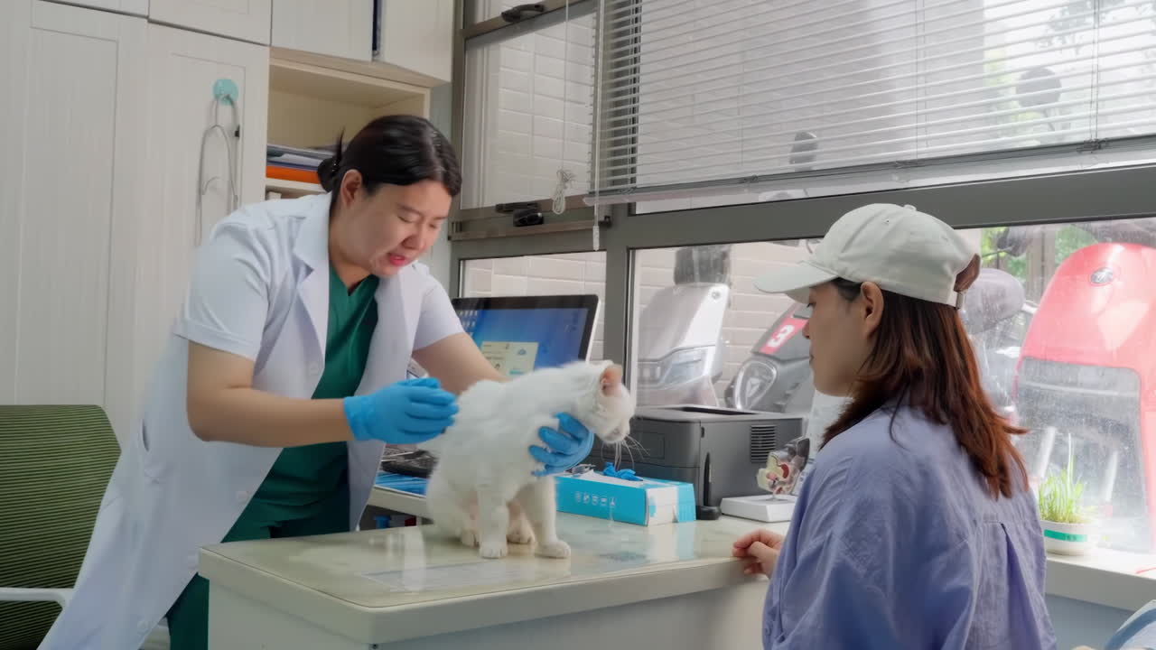 Professional veterinarian helps treat cat with owner kitten holding pet on hands. Cat on examination table of vet doctor clinic. Animal care concept