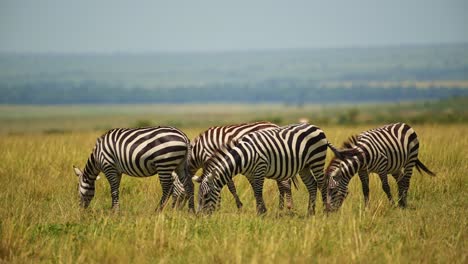 herd of zebra grazing with beautiful background of the luscious lush empty plains of the masai mara, african wildlife in maasai mara national reserve, kenya