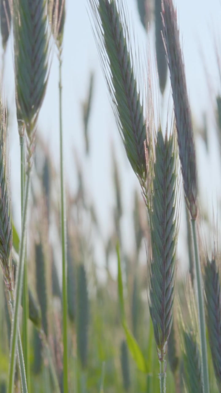 Authentic cinematic shot of young green rye stalks swaying gently in a rural field during golden hour. Perfect for sustainability and ecofriendly agricultural themes.