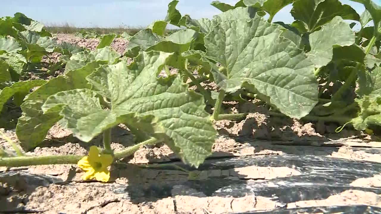 Melon Plants Growing in a Field