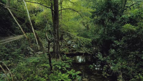 sendero de senderismo que corre a lo largo de un tranquilo arroyo de agua en el medio de un denso y verde bosque, panorámica disparo de drone