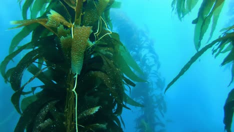 an awe-inspiring and mysterious kelp forest conceals the ocean's biodiversity