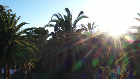 Drone-shot-panning-left-of-palm-trees-during-golden-sunset-hour-in-Los-Angeles,-California-park-then-rotating-left-revealing-picnic-area,-sidewalk,-and-vehicles-in-parking-lot