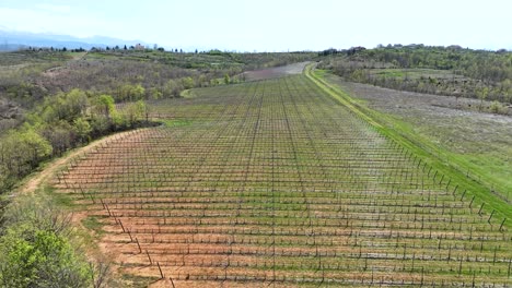 Toma-Aérea-De-Un-Viñedo-Ubicado-En-La-Cima-De-Una-Colina-Con-Un-Bosque-Cercano