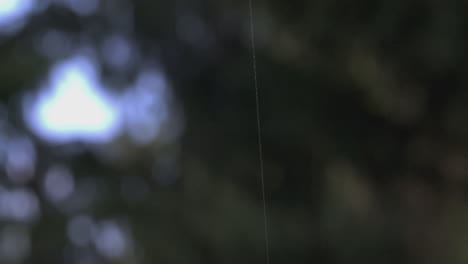 la red de araña en la naturaleza