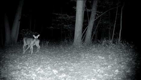 white tail deer doe and her yearling grazing in a clearing in the woods at night in the upper midwest in early autumn