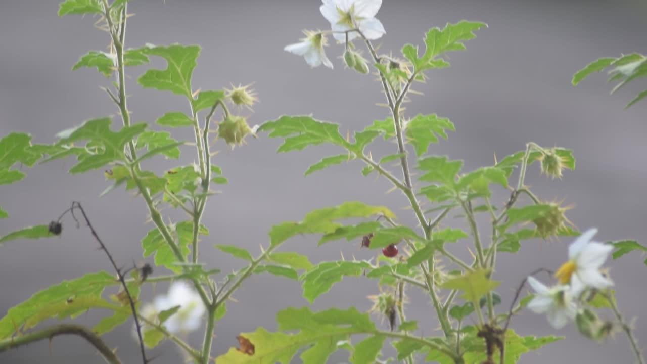 el agua que fluye de la caída de agua en bhatinda cae en dhanbbad, jharkhand en india.