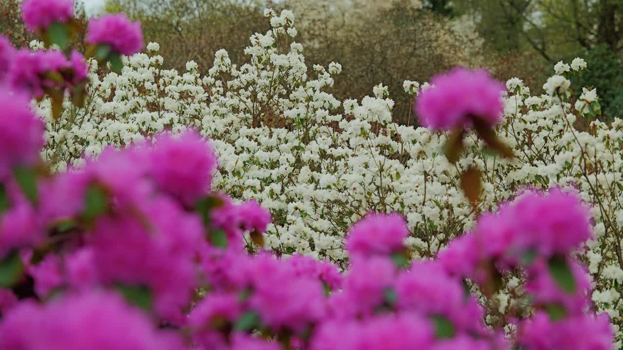 In spring bloom, pink Carolina rhododendrons pop against a sea of white blossoms