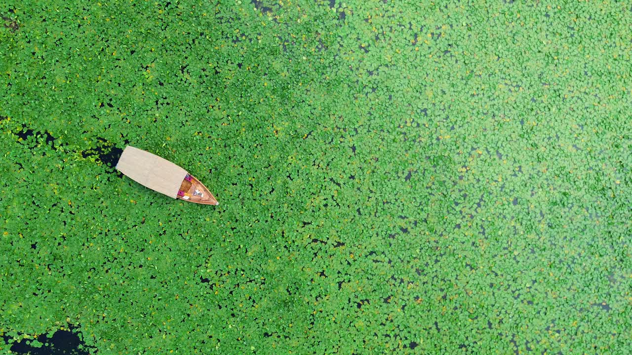 A tourist enjoying water lilies habitat while taking a boat tour on Lake Skadar National Park, Aerial view