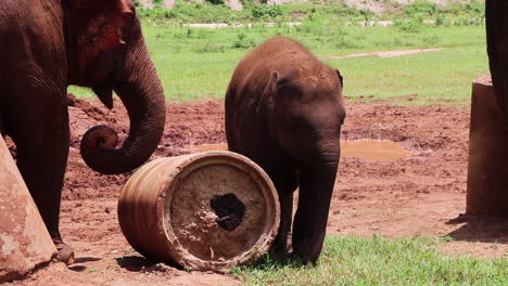 Baby-Elephant-rubbing-against-a-post-in-a-muddy-field-in-slow-motion