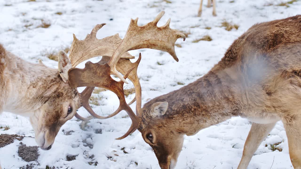 Intense forest duel between male fallow deer with antlers in frozen Latvian snow