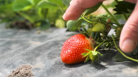 4k video of men picking strawberries on the farm