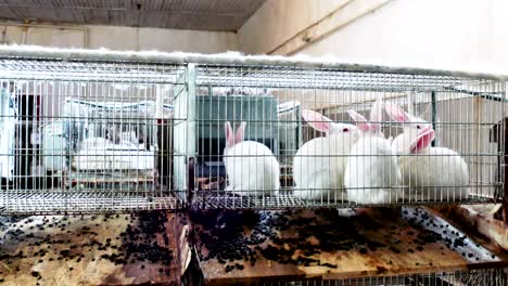 hermosos conejos en una granja en jaulas