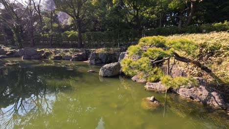 serene pond landscape changing with sunlight