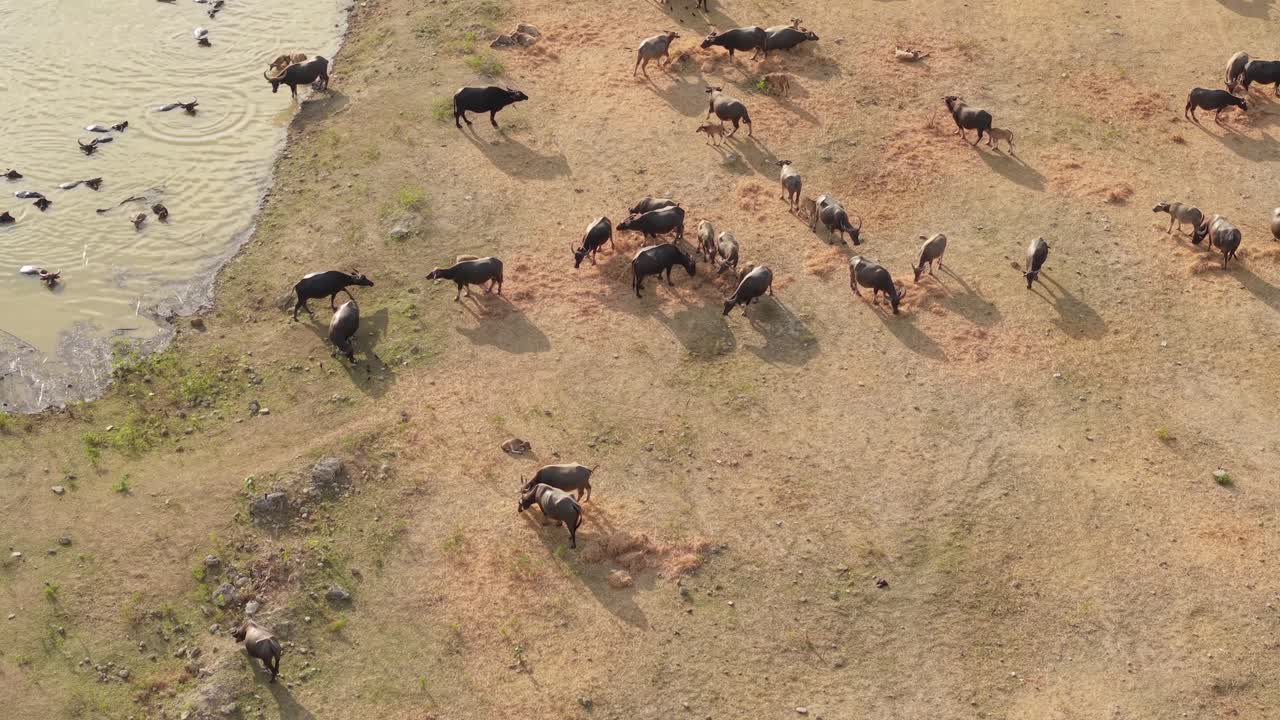 Water Buffalo Herd in a Grassland