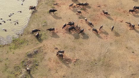 water buffalo herd in a grassland