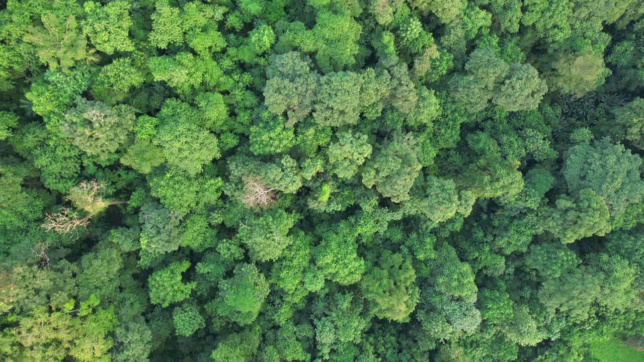 Bird eyes view from the green forest at Ilha do Principe (Prince Island) Sao Tome,Africa. Top dpwn view drone shot