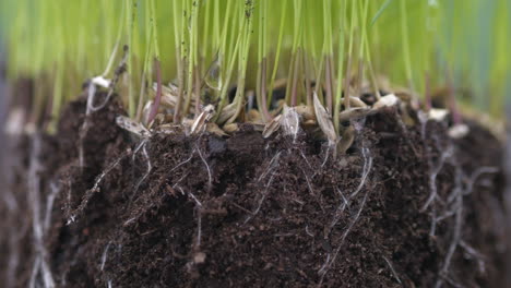 Detailaufnahme-Eines-Isometrischen-Bodenquerschnitts,-Wassertropfen,-Die-Auf-Gras-Und-Wurzeln-Fallen