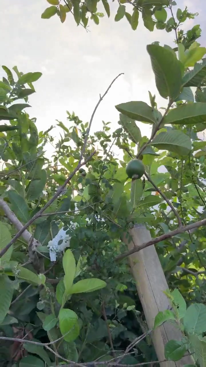 Green Guava Fruit Growing on a Tree Branch in an Orchard
