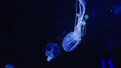 jellyfish swimming, slow motion, long tentacles, dark tank, vertical, close up