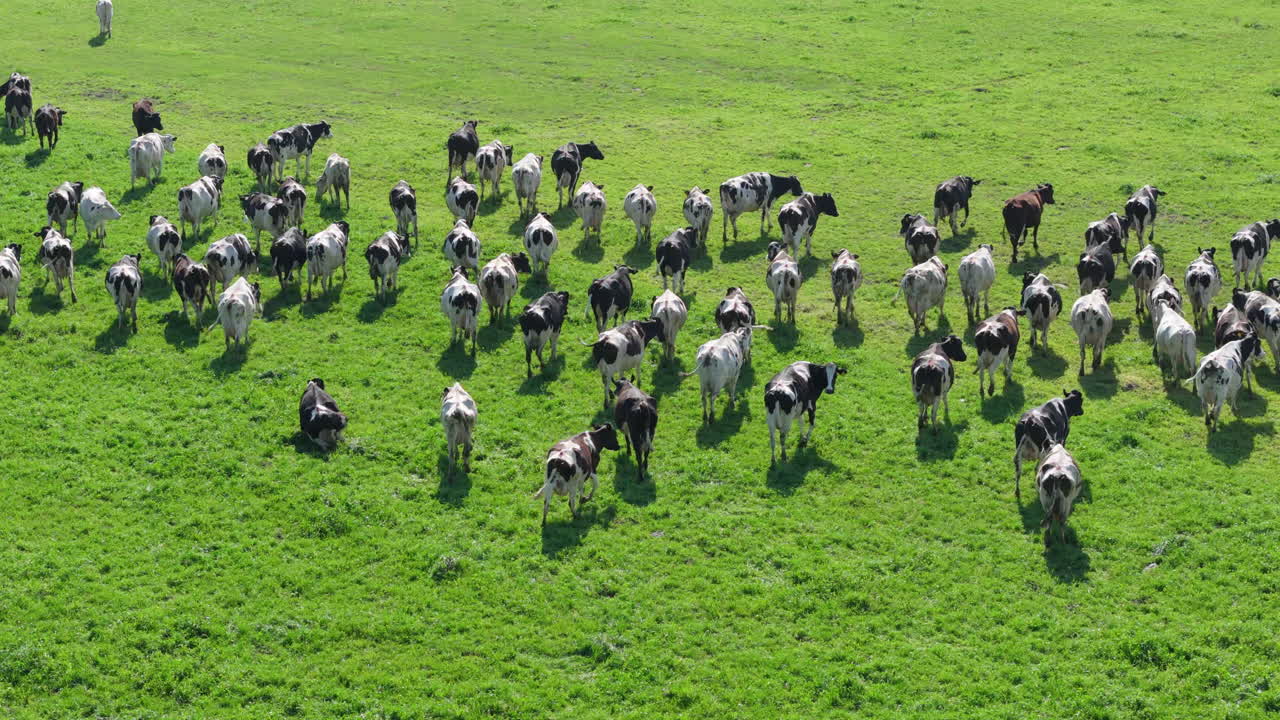 Herd of Cows Grazing in a Lush Green Field