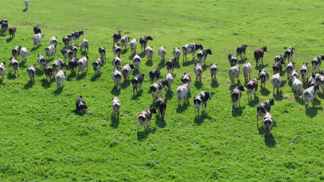 herd of cows grazing in a lush green field