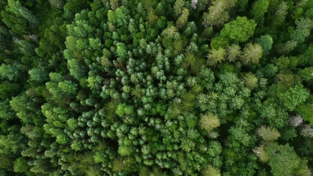 disparo de arriba hacia abajo de un bosque de pinos verdes en el campo de canadá