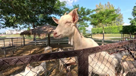 goat making faces near a farm fence.