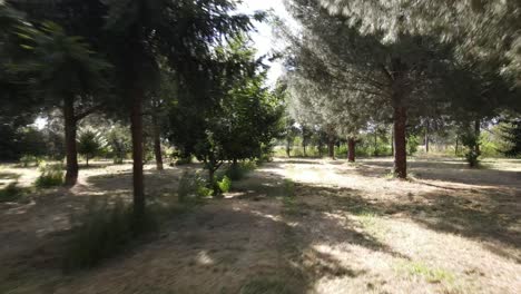 Drone-aerial-forward-under-tree-canopy-with-sun-rays-amongst-nature