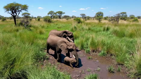 elephant family in an african savanna muddy watering hole