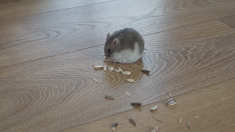 un hámster come comida seca en un piso de madera, primer plano