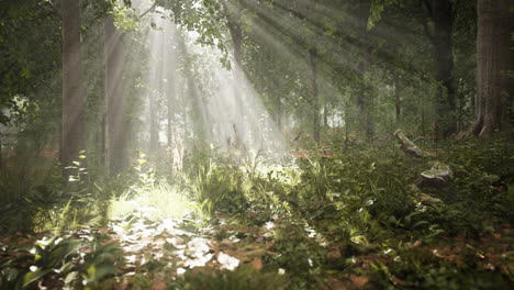 Mystischer-Wald-Am-Nebligen-Morgen